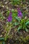 flower plants mountain spring green