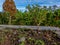 Flower plants planted on vacant land on the side of the road, used to decorate village streets