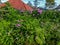 Flower plants planted on vacant land on the side of the road, used to decorate village streets