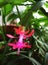 Flower plants  schlumbergera russelliana. Pink flower blooming in December