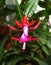 Flower plants  schlumbergera russelliana. Pink flower blooming in December