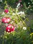 ..A flower from a plastic bottle. Mushroom from old pans. Swan from the bus. Decoration for the garden do it yourself. Reuse