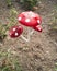 ..A flower from a plastic bottle. Mushroom from old pans. Swan from the bus. Decoration for the garden do it yourself. Reuse