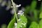 Flower of a Plectranthus ernstii plant