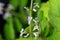 Flower of a Plectranthus ernstii plant