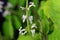 Flower of a Plectranthus ernstii plant