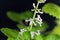 Flower of a Plectranthus ernstii plant