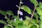 Flower of a Plectranthus ernstii plant