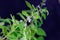 Flower of a Plectranthus ernstii plant