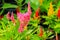 flower plumed cockscomb pink or Celosia argentea beautiful in t