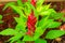 flower plumed cockscomb red or Celosia argentea beautiful in th