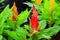 Flower plumed cockscomb red or Celosia argentea beautiful in th