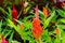 Flower plumed cockscomb red or Celosia argentea beautiful in th