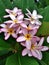 Flower plumeria