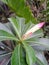 Flower plumeria kamboja identify of bali