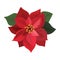 Flower poinsettia. Cartoon Christmas flower. Vector