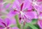 The flower with the pollen of fireweed close-up