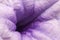 Flower pollen purple color