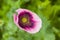 Flower poppy with drops of water