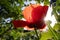 Flower poppy flowering on background poppies flowers. Poppies at sunset