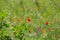 Flower poppy flowering on natural background