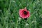 Flower poppy pink on the field close up.