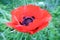 Flower poppy red close up macro photography as background