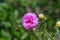 Flower (Portulaca, Moss Rose, Sun plant)