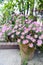 Flower pot of Aster cordifolius - pink flowers during blossom season in botanic garden