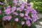 Flower pot of Aster cordifolius - pink flowers during blossom season in botanic garden