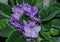 Flower pot of blossoming purple African violets .Saintpaulia