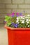 Flower pot with colored flowers.Multi-colored flowers