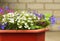 Flower pot with colored flowers.Multi-colored flowers