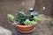 Flower pot filled with decorative solar lamp put between Agave ornamental plant mixed with Sedum leaf succulent and Cyclamen