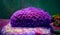 Flower Pot Goniopora sp. LPS coral