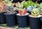 Flower pot in greenhouse.