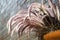 Flower pot hang on the brick wall with feather pennisetum