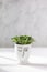 Flower pot head with Baby plant against white marble wall