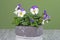 Flower pot with horned violets on wood against green background