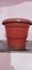 Flower pot in house maroon color