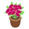 Flower pot icon isometric vector. Gift bunch