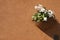 Flower Pot on Orange Wall