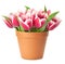 Flower Pot with pink Tulips