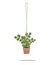 Flower in a pot pots macrame, modern Scandinavian style. Hanging plant, interior decor. Vector illustration