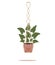 Flower in a pot pots macrame, modern Scandinavian style. Hanging plant, interior decor. Vector illustration