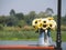 Flower pot shaped watering can and yellow plants placed by the river