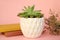 Flower pot with succulent house plant, books, dried flowers on pink coloured background. Home decor.