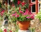 Flower pot in sunny garden