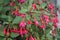 A flower pot with winter-hardy fuchsias in the garden. Fuxia, lat. Fuchsia, is a genus of perennial plants of the Cyprus family.