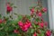 A flower pot with winter-hardy fuchsias in the garden. Fuxia, lat. Fuchsia, is a genus of perennial plants of the Cyprus family.